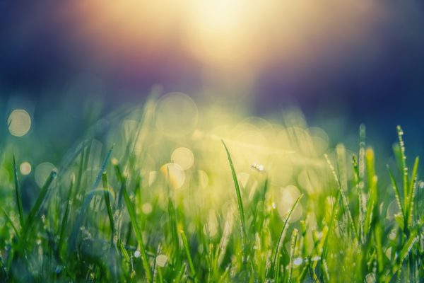grass, Order of Bards, Ovates & Druids.