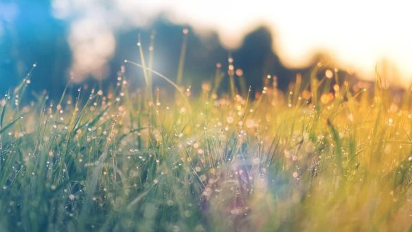 grass light, Order of Bards, Ovates & Druids.