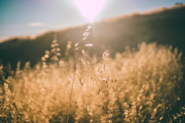 grass sun, Order of Bards, Ovates & Druids.