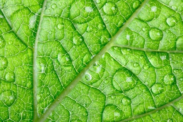 green leaves droplets, Order of Bards, Ovates & Druids.