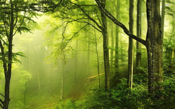 green mist, Order of Bards, Ovates & Druids.