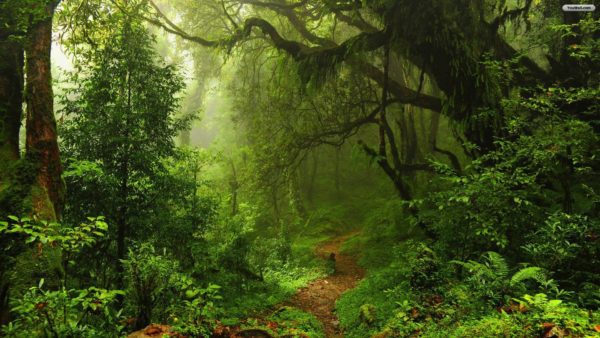 green path, Order of Bards, Ovates & Druids.