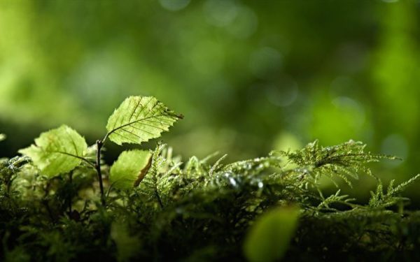 green sapling, Order of Bards, Ovates & Druids.