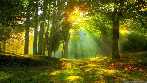 grove, Order of Bards, Ovates & Druids.