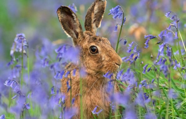 hare and bluebells, Order of Bards, Ovates & Druids.