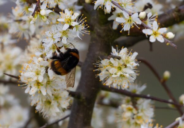 hawthorn and bee, Order of Bards, Ovates & Druids.