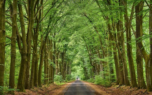 HD wallpaper cathedral of nature avenue road alley trees, Order of Bards, Ovates & Druids.