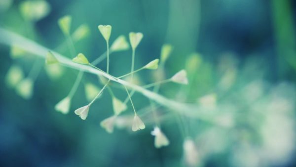 heart fronds, Order of Bards, Ovates & Druids.