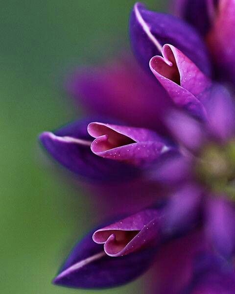 heart petals, Order of Bards, Ovates & Druids.
