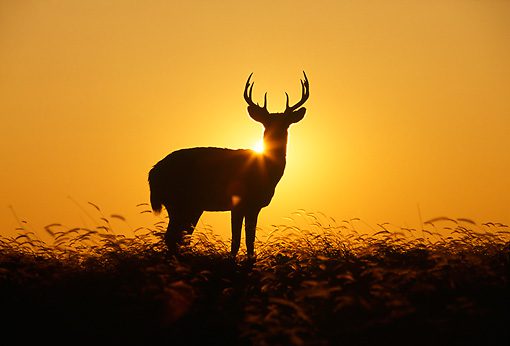 hidden sunrise, Order of Bards, Ovates & Druids.