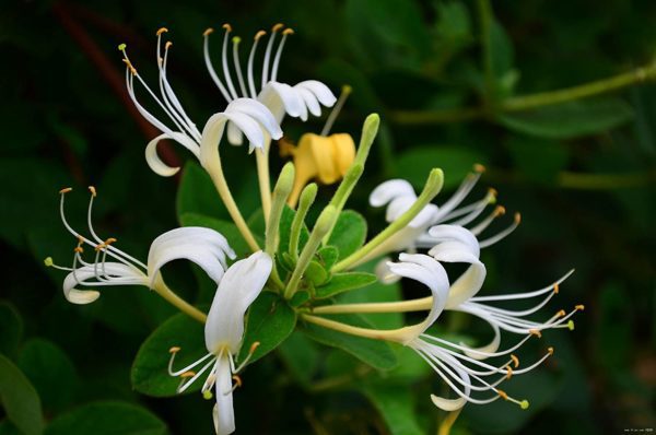 honeysuckle, Order of Bards, Ovates & Druids.