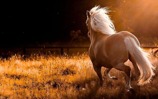horse, Order of Bards, Ovates & Druids.