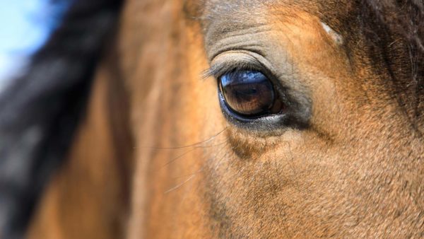 horse eye, Order of Bards, Ovates & Druids.