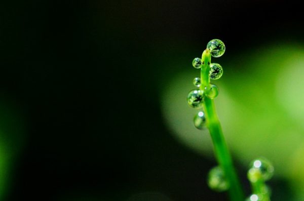 horsetail 4246316 960 720, Order of Bards, Ovates & Druids.