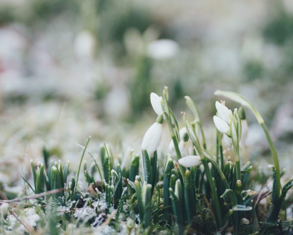 imbolc snowdrop, Order of Bards, Ovates & Druids.