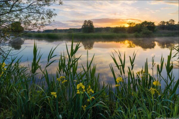 iris water, Order of Bards, Ovates & Druids.