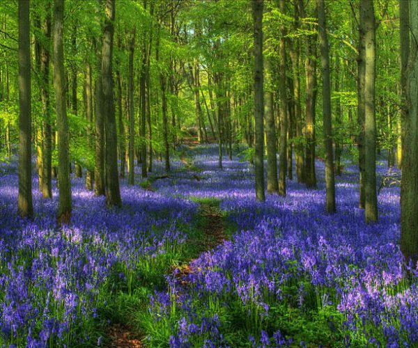 istock bluebell wood, Order of Bards, Ovates & Druids.