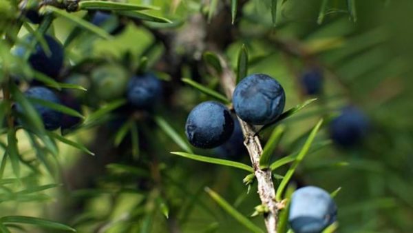 juniper, Order of Bards, Ovates & Druids.