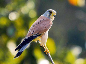 kestrel, Order of Bards, Ovates & Druids.
