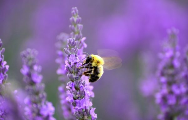 lavender bee, Order of Bards, Ovates & Druids.