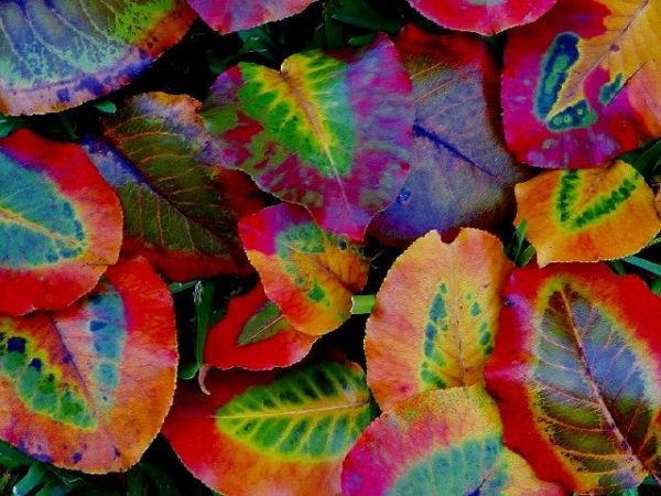 leaf colours, Order of Bards, Ovates & Druids.