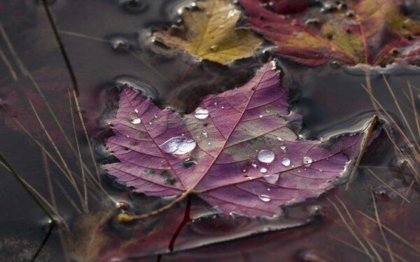 leaf float, Order of Bards, Ovates & Druids.
