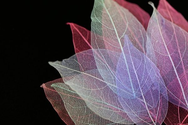 leaf skeletons, Order of Bards, Ovates & Druids.