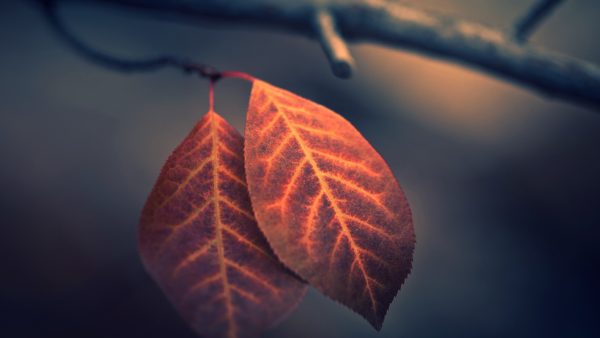 leaves autumn macro hd 1080P wallpaper, Order of Bards, Ovates & Druids.