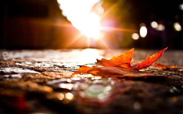 leaves photography macro fall wallpaper preview, Order of Bards, Ovates & Druids.