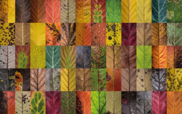 leaves 7 800x503 1, Order of Bards, Ovates & Druids.