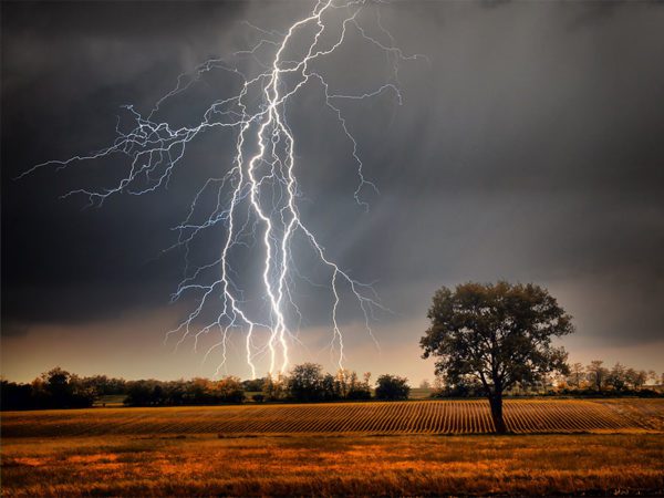 lightning tree | Order of Bards, Ovates & Druids lightning tree, Order of Bards, Ovates & Druids.