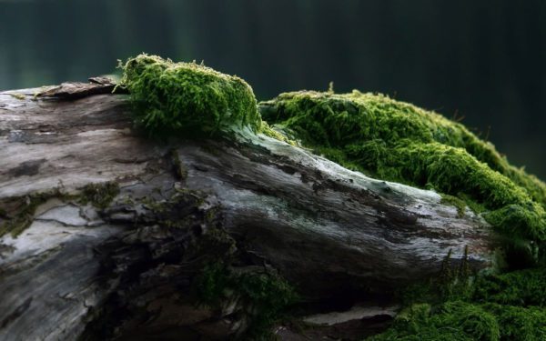 log moss, Order of Bards, Ovates & Druids.