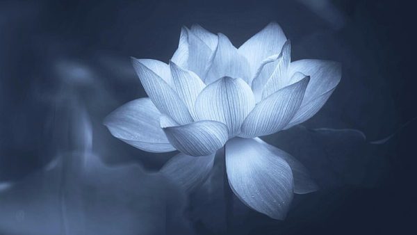 lotus flower sacred lotus petal wallpaper preview, Order of Bards, Ovates & Druids.
