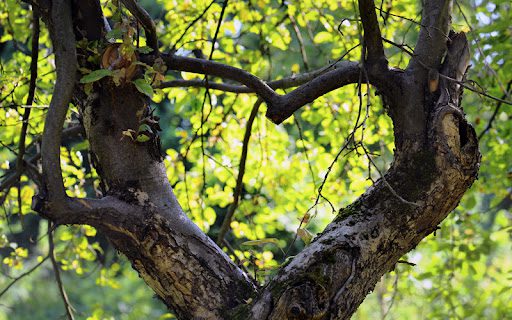 love tree, Order of Bards, Ovates & Druids.