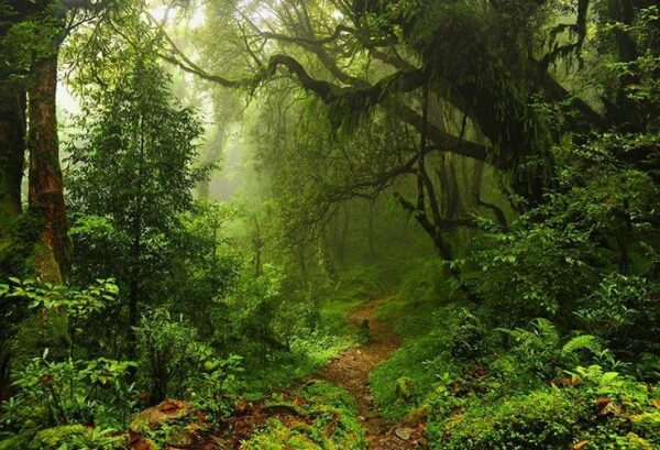 lush path, Order of Bards, Ovates & Druids.