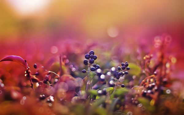 macro berries, Order of Bards, Ovates & Druids.