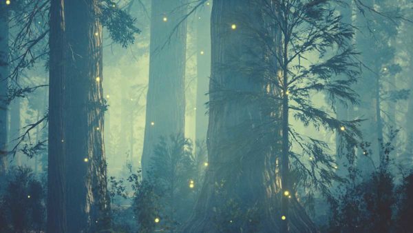 magical forest, Order of Bards, Ovates & Druids.