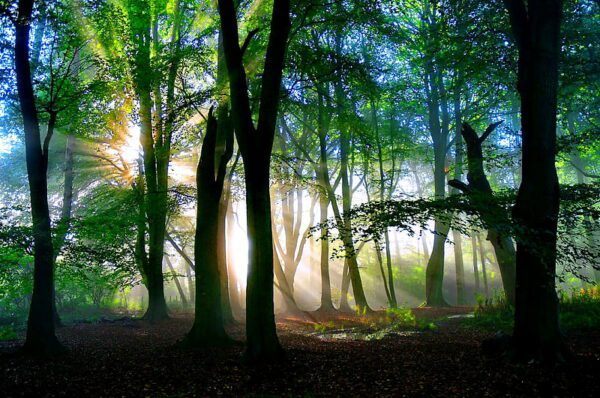 magical woodland light, Order of Bards, Ovates & Druids.