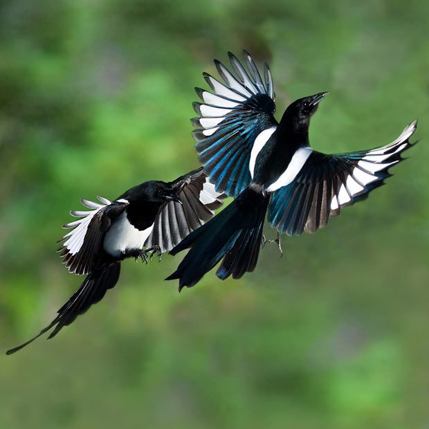 magpies 2 | Order of Bards, Ovates & Druids magpies 2, Order of Bards, Ovates & Druids.