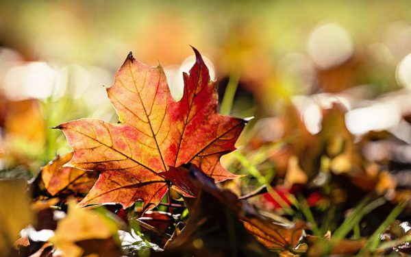 maple leaf, Order of Bards, Ovates & Druids.