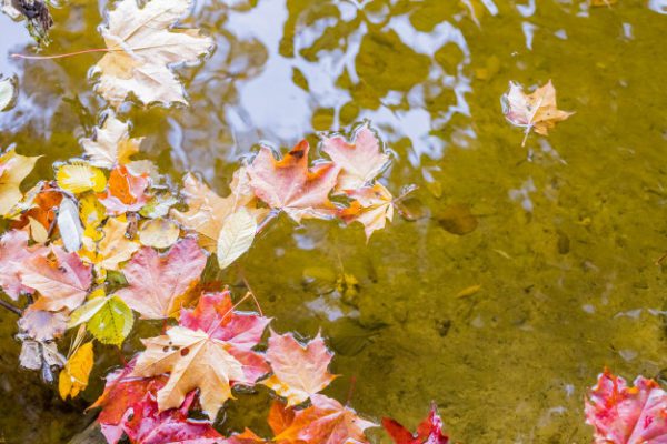 maple leaves floating water 85672 2724, Order of Bards, Ovates & Druids.