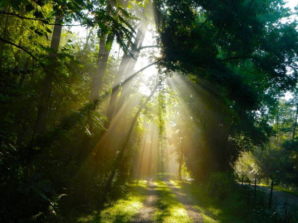marvellous light 1, Order of Bards, Ovates & Druids.