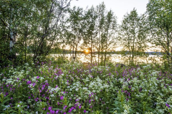 midsummer in northern sweden, Order of Bards, Ovates & Druids.