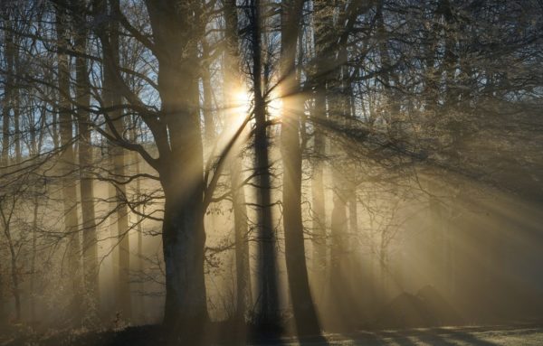 mist sun tree, Order of Bards, Ovates & Druids.