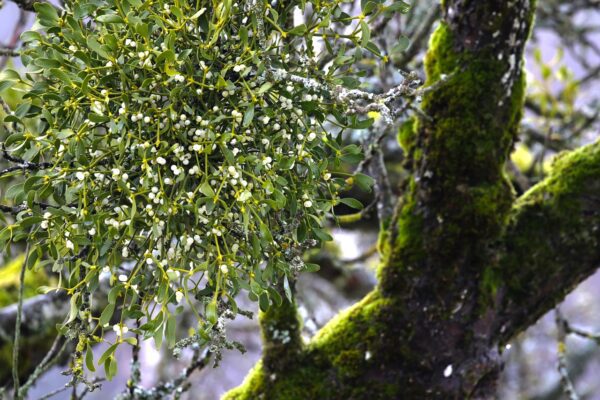 mistletoe 7264573 1280, Order of Bards, Ovates & Druids.