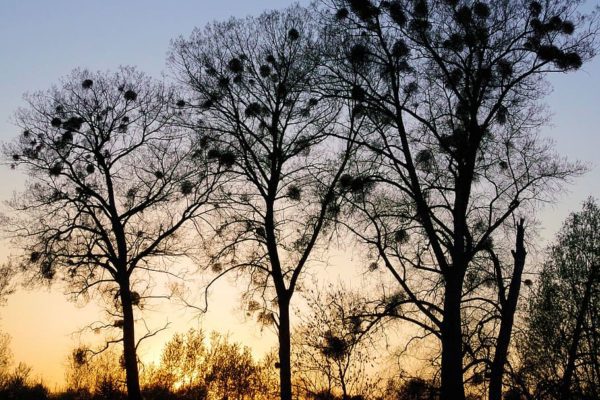 mistletoe trees, Order of Bards, Ovates & Druids.