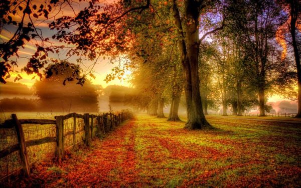misty autumn day, Order of Bards, Ovates & Druids.