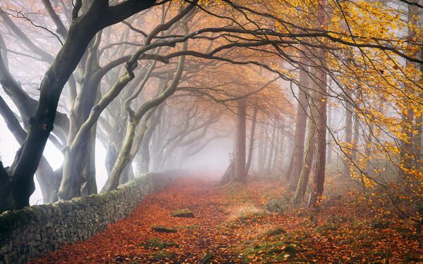misty beeches stone wall, Order of Bards, Ovates & Druids.