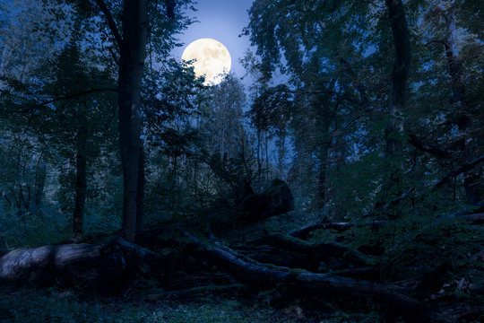 moon forest 2, Order of Bards, Ovates & Druids.