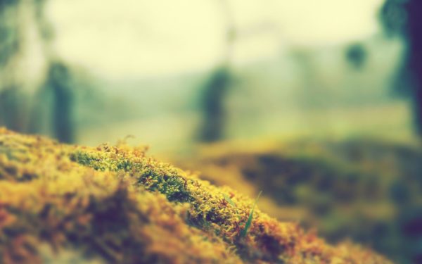 moss 1, Order of Bards, Ovates & Druids.